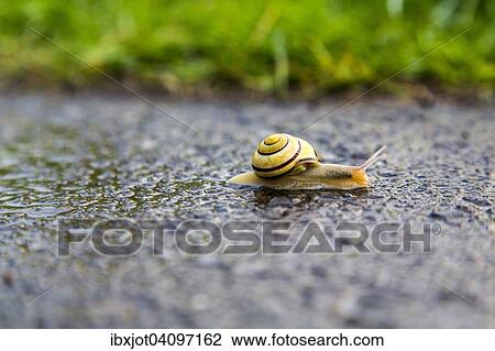 Grove snail (Cepaea nemoralis), on wet asphalt, Germany, Europe View Large Photo Image Stock Image - Grove snail (Cepaea nemoralis), on wet asphalt, Germany, Europe. Fotosearch