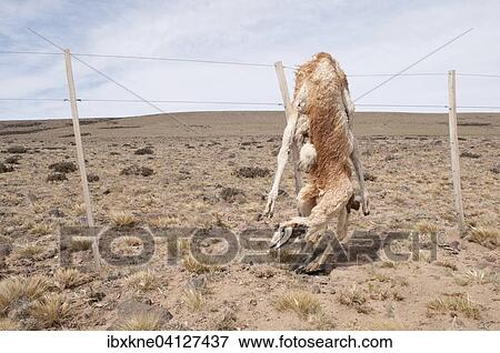 Guanaco (Lama guanicoe) died on a fence, Argentina, South America View Large Photo Image Stock Photo - Guanaco (Lama guanicoe) died on a fence, Argentina, South America. Fotosearch