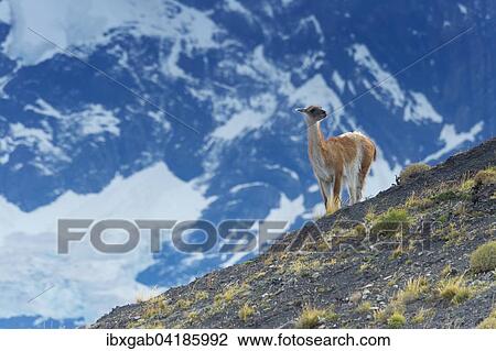 Guanaco (Lama guanicoe) on a ridge, Torres del Paine National Park, Chilean Patagonia, Chile, South America View Large Photo Image Stock Image - Guanaco (Lama guanicoe) on a ridge, Torres del Paine National Park, Chilean Patagonia, Chile, South America. Fotosearch