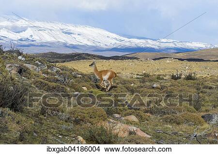 Guanaco (Lama guanicoe) running in the steppe, Torres del Paine National Park, Chilean Patagonia, Chile, South America View Large Photo Image Picture - Guanaco (Lama guanicoe) running in the steppe, Torres del Paine National Park, Chilean Patagonia, Chile, South America. Fotosearch