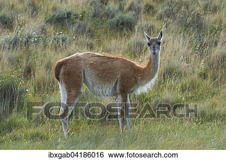 Guanaco (Lama guanicoe), Torres del Paine National Park, Chilean Patagonia, Chile, South America View Large Photo Image Stock Photograph - Guanaco (Lama guanicoe), Torres del Paine National Park, Chilean Patagonia, Chile, South America. Fotosearch