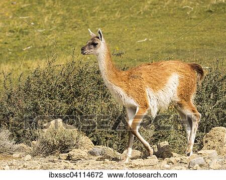 Guanaco (Llama guanicoe), Torres del Paine National Park, Region XII or Region de Magallanes y de la Antartica Chilena, Chile, South America View Large Photo Image Stock Image - Guanaco (Llama guanicoe), Torres del Paine National Park, Region XII or Region de Magallanes y de la Antartica Chilena, Chile, South America. Fotosearch