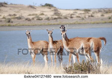 Stock Image - Guanacos (Lama guanicoe), Argentina, South America. Fotosearch