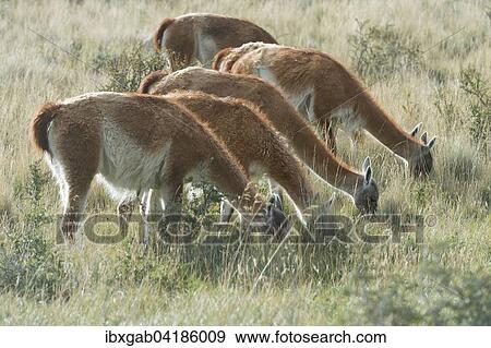 Guanacos (Lama guanicoe) grazing in the steppe, Torres del Paine National Park, Chilean Patagonia, Chile, South America View Large Photo Image Stock Photo - Guanacos (Lama guanicoe) grazing in the steppe, Torres del Paine National Park, Chilean Patagonia, Chile, South America. Fotosearch