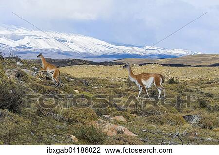 Guanacos (Lama guanicoe) in the steppe, Torres del Paine National Park, Chilean Patagonia, Chile, South America View Large Photo Image Stock Image - Guanacos (Lama guanicoe) in the steppe, Torres del Paine National Park, Chilean Patagonia, Chile, South America. Fotosearch