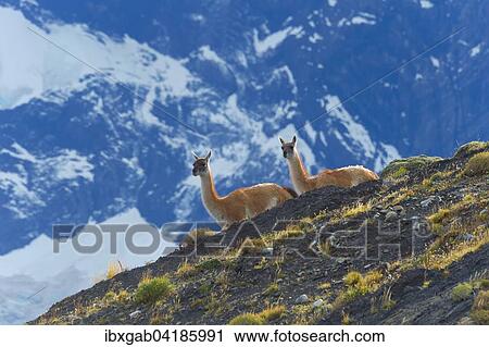 Guanacos (Lama guanicoe) on a ridge, Torres del Paine National Park, Chilean Patagonia, Chile, South America View Large Photo Image Stock Image - Guanacos (Lama guanicoe) on a ridge, Torres del Paine National Park, Chilean Patagonia, Chile, South America. Fotosearch