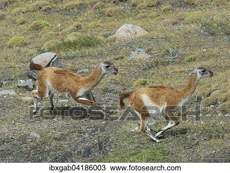 Guanacos (Lama guanicoe) running in the steppe, Torres del Paine National Park, Chilean Patagonia, Chile, South America View Large Photo Image Stock Image - Guanacos (Lama guanicoe) running in the steppe, Torres del Paine National Park, Chilean Patagonia, Chile, South America. Fotosearch