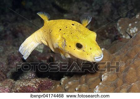 Guineafowl puffer or golden puffer (Arothron meleagris), yellow form, Cocos Island, Costa Rica, North America View Large Photo Image Stock Photo - Guineafowl puffer or golden puffer (Arothron meleagris), yellow form, Cocos Island, Costa Rica, North America. Fotosearch