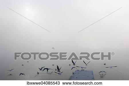 Gulls at the wooden jetty in the morning fog, Mondsee Lake, Salzkammergut, Upper Austria, Austria, Europe View Large Photo Image Stock Image - Gulls at the wooden jetty in the morning fog, Mondsee Lake, Salzkammergut, Upper Austria, Austria, Europe. Fotosearch