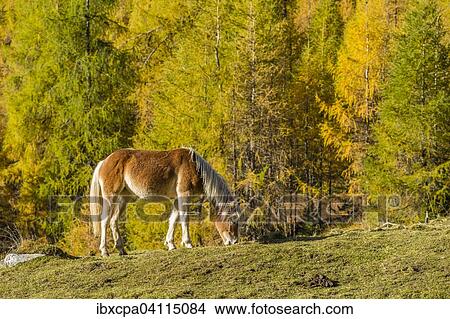 Haflinger (Equus ferus caballus), autumn larch forest, Sellraintal, Tyrol, Austria, Europe View Large Photo Image Picture - Haflinger (Equus ferus caballus), autumn larch forest, Sellraintal, Tyrol, Austria, Europe. Fotosearch