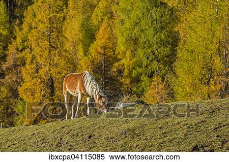 Haflinger (Equus ferus caballus), autumn larch forest, Sellraintal, Tyrol, Austria, Europe View Large Photo Image Stock Photography - Haflinger (Equus ferus caballus), autumn larch forest, Sellraintal, Tyrol, Austria, Europe. Fotosearch