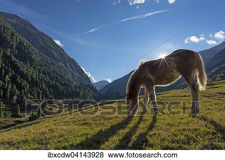 Haflinger horse grazing, Vent, Otztal, Tyrol, Austria, Europe View Large Photo Image Stock Photo - Haflinger horse grazing, Vent, Otztal, Tyrol, Austria, Europe. Fotosearch