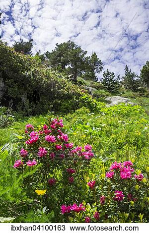 Hairy Alpenrose (Rhododendron hirsutum), La Val d'Aran, Catalonia, Spain, Europe View Large Photo Image Stock Image - Hairy Alpenrose (Rhododendron hirsutum), La Val d'Aran, Catalonia, Spain, Europe. Fotosearch