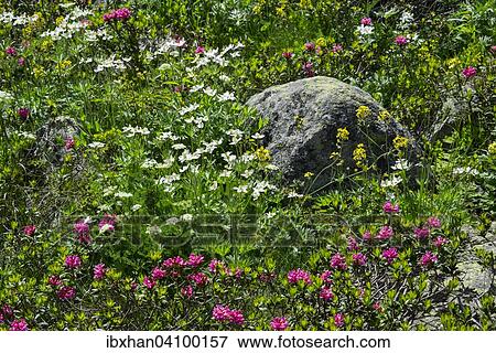 Stock Photo - Hairy Alpenrose (Rhododendron hirsutum), Catalonia, Spain, Europe. Fotosearch