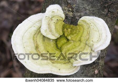 Hairy Bracket (Trametes hirsuta), Emsland, Lower Saxony, Germany, Europe View Large Photo Image Stock Photography - Hairy Bracket (Trametes hirsuta), Emsland, Lower Saxony, Germany, Europe. Fotosearch
