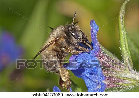 Stock Image - Hairy-Footed Flower Bee (Anthophora plumipes), male foraging for nectar on Purple Gromwell (Buglossoides purpurocaerulea), Baden-Wurttemberg, Germany, Europe. Fotosearch