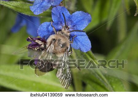 Stock Photo - Hairy-Footed Flower Bee (Anthophora plumipes), male foraging for nectar on Purple Gromwell (Buglossoides purpurocaerulea), Baden-Wurttemberg, Germany, Europe. Fotosearch