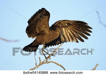 Hammerhead, umber bird (Scopus umbretta) lands on a branch, South Luangwa National Park, Zambia, Africa View Large Photo Image Stock Photo - Hammerhead, umber bird (Scopus umbretta) lands on a branch, South Luangwa National Park, Zambia, Africa. Fotosearch