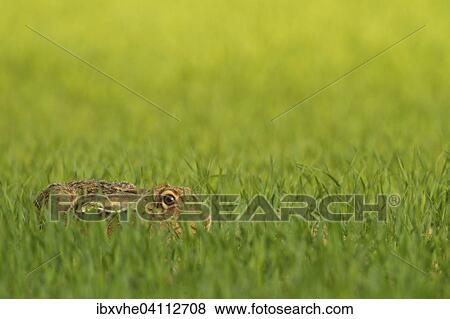 Hare (Lepus europaeus) in grain field, Hesse, Germany, Europe View Large Photo Image Stock Photo - Hare (Lepus europaeus) in grain field, Hesse, Germany, Europe. Fotosearch