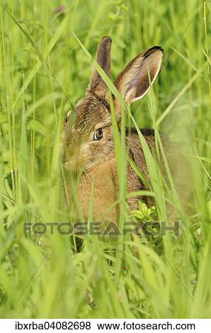 Hare (Lepus europaeus), young rabbit in tall grass, North Rhine-Westphalia, Germany, Europe View Large Photo Image Stock Photo - Hare (Lepus europaeus), young rabbit in tall grass, North Rhine-Westphalia, Germany, Europe. Fotosearch