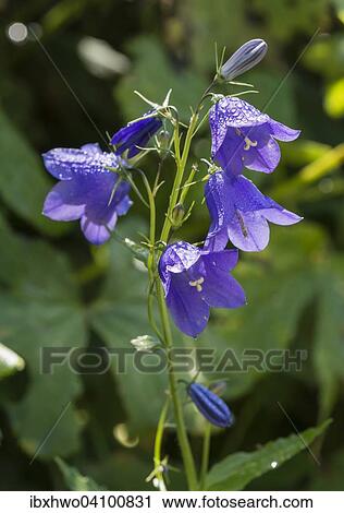 Stock Image - Harebell (Campanula rotundifolia), Champery, Valais, Alps, Switzerland, Europe. Fotosearch