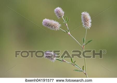 Haresfoot Clover (Trifolium arvense), Emsland, Lower Saxony, Germany, Europe View Large Photo Image Stock Photo - Haresfoot Clover (Trifolium arvense), Emsland, Lower Saxony, Germany, Europe. Fotosearch