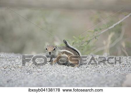 Harris's antelope squirrel (Ammospermophilus harrisii) in Red Rock Canyon, Nevada, USA View Large Photo Image Stock Photo - Harris's antelope squirrel (Ammospermophilus harrisii) in Red Rock Canyon, Nevada, USA. Fotosearch