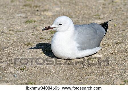 Hartlaub's Gull (Chroicocephalus hartlaubii), Plankiesbaai, West Coast National Park, Langebaan, Western Cape, South Africa, Africa View Large Photo Image Stock Photography - Hartlaub's Gull (Chroicocephalus hartlaubii), Plankiesbaai, West Coast National Park, Langebaan, Western Cape, South Africa, Africa. Fotosearch
