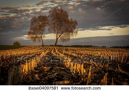 Harvested maize field with birch trees and a cloudy sky, blue hour, twilight, Mindelheim, Unterallgau, Bavaria, Germany, Europe View Large Photo Image Stock Image - Harvested maize field with birch trees and a cloudy sky, blue hour, twilight, Mindelheim, Unterallgau, Bavaria, Germany, Europe. Fotosearch