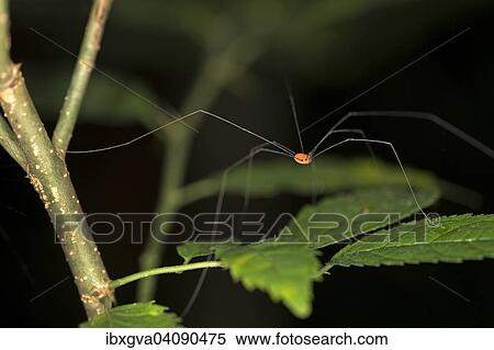 Harvestman, Daddy Longlegs (Opliones), Tambopata Nature Reserve, Madre de Dios Region, Peru, South America View Large Photo Image Stock Photography - Harvestman, Daddy Longlegs (Opliones), Tambopata Nature Reserve, Madre de Dios Region, Peru, South America. Fotosearch