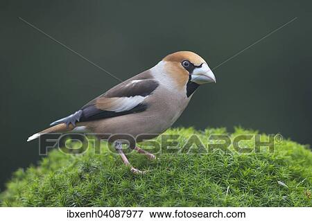 Hawfinch (Coccothraustes coccothraustes), male, Emsland, Lower Saxony, Germany, Europe View Large Photo Image Stock Photo - Hawfinch (Coccothraustes coccothraustes), male, Emsland, Lower Saxony, Germany, Europe. Fotosearch
