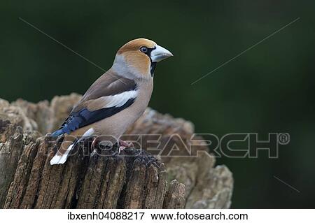 Hawfinch (Coccothraustes coccothraustes), male, Emsland, Lower Saxony, Germany, Europe View Large Photo Image Stock Photo - Hawfinch (Coccothraustes coccothraustes), male, Emsland, Lower Saxony, Germany, Europe. Fotosearch
