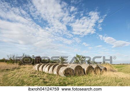 Stock Photo - Hay bales in a field, Lake Neusiedl National Park, Burgenland, Austria, Europe. Fotosearch