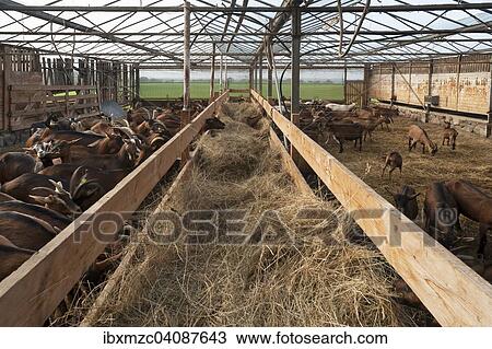 Stock Image - Hay in the feeder of a goat pen, organic farm, Othenstorf, Mecklenburg-Western Pomerania, Germany, Europe. Fotosearch