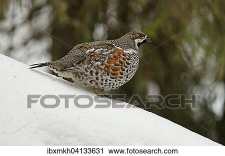 Hazel Grouse (Bonasa bonasia), male, Kuusamo, Finland, Europe View Large Photo Image Stock Image - Hazel Grouse (Bonasa bonasia), male, Kuusamo, Finland, Europe. Fotosearch