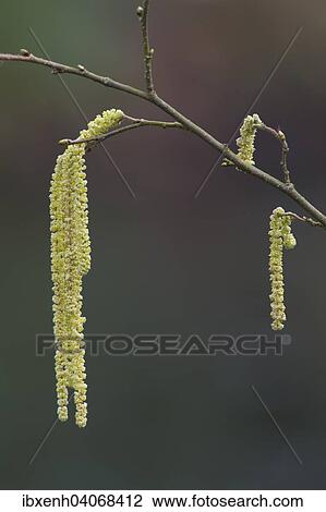 Hazelnut (Corylus avellana), Emsland, Lower Saxony, Germany, Europe View Large Photo Image Stock Image - Hazelnut (Corylus avellana), Emsland, Lower Saxony, Germany, Europe. Fotosearch