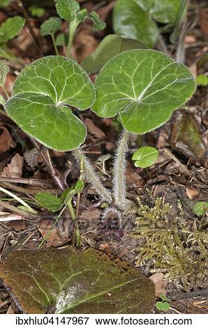 Hazelwort (Asarum europaeum), Baden-Wurttemberg, Germany, Europe View Large Photo Image Stock Photo - Hazelwort (Asarum europaeum), Baden-Wurttemberg, Germany, Europe. Fotosearch