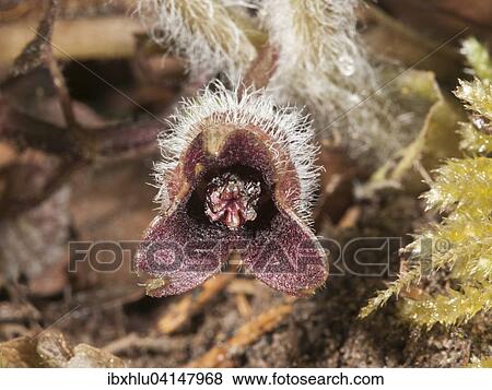 Stock Photo - Hazelwort (Asarum europaeum), Baden-Wurttemberg, Germany, Europe. Fotosearch
