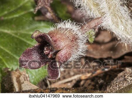 Hazelwort (Asarum europaeum), Baden-Wurttemberg, Germany, Europe View Large Photo Image Stock Photo - Hazelwort (Asarum europaeum), Baden-Wurttemberg, Germany, Europe. Fotosearch