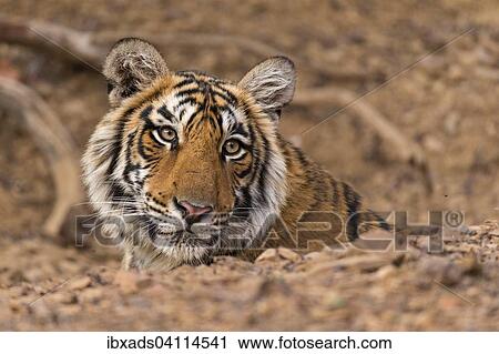 Head shot of a juvenile wild Bengal Tiger (Panthera tigris tigris) sitting behind a rock, Ranthambhore National Park, Rajasthan, India, Asia View Large Photo Image Stock Image - Head shot of a juvenile wild Bengal Tiger (Panthera tigris tigris) sitting behind a rock, Ranthambhore National Park, Rajasthan, India, Asia. Fotosearch