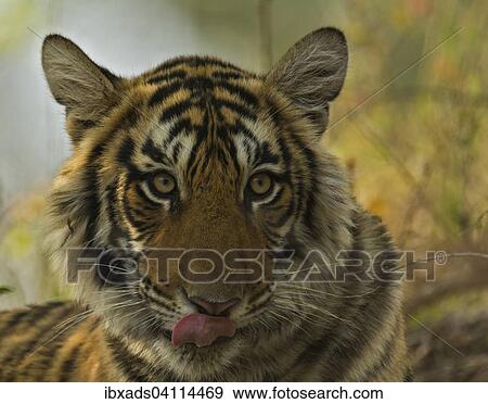 Head shot of a juvenile wild Bengal Tiger (Panthera tigris tigris) licking its face, in the forest, Ranthambhore National Park, Rajasthan, India, Asia View Large Photo Image Stock Photo - Head shot of a juvenile wild Bengal Tiger (Panthera tigris tigris) licking its face, in the forest, Ranthambhore National Park, Rajasthan, India, Asia. Fotosearch
