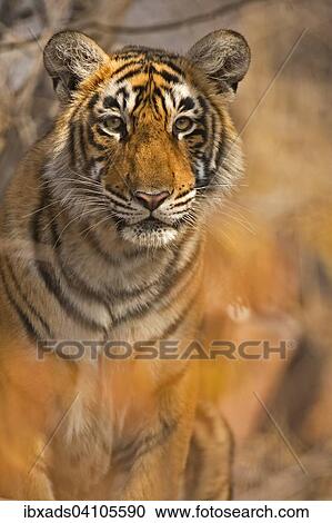 Head shot of a sub-adult tiger (Panthera tigris tigris) from, Ranthambhore National Park, Rajasthan, India, Asia View Large Photo Image Stock Image - Head shot of a sub-adult tiger (Panthera tigris tigris) from, Ranthambhore National Park, Rajasthan, India, Asia. Fotosearch