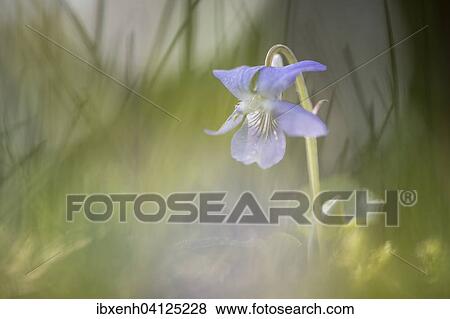Stock Photo - Heath dog-violet (Viola canina), Emsland, Lower Saxony, Germany, Europe. Fotosearch