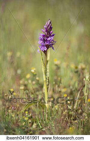 Heath spotted-orchid (Dactylorhiza maculata), Emsland, Lower Saxony, Germany, Europe View Large Photo Image Stock Image - Heath spotted-orchid (Dactylorhiza maculata), Emsland, Lower Saxony, Germany, Europe. Fotosearch