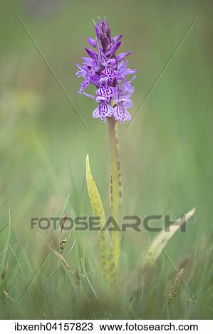 Stock Image - Heath spotted-orchid or moorland spotted orchid (Dactylorhiza maculata), Emsland, Lower Saxony, Germany, Europe. Fotosearch