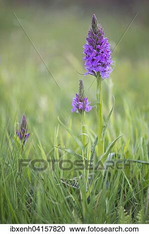 Heath spotted-orchids or moorland spotted orchids (Dactylorhiza maculata), Emsland, Lower Saxony, Germany, Europe View Large Photo Image Stock Image - Heath spotted-orchids or moorland spotted orchids (Dactylorhiza maculata), Emsland, Lower Saxony, Germany, Europe. Fotosearch