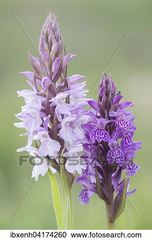 Stock Image - Heath spotted-orchids or moorland spotted orchids (Dactylorhiza maculata), Emsland, Lower Saxony, Germany, Europe. Fotosearch