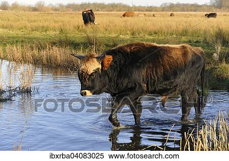 Heck Cattle (Bos primigenius f. taurus), breeding back programme, attempt to breed back the extinct aurochs, young bull moving through water, North Rhine-Westphalia, Germany, Europe View Large Photo Image Stock Photography - Heck Cattle (Bos primigenius f. taurus), breeding back programme, attempt to breed back the extinct aurochs, young bull moving through water, North Rhine-Westphalia, Germany, Europe. Fotosearch