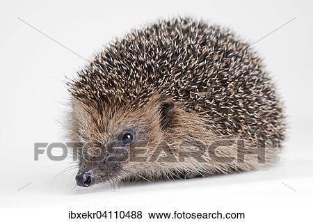 Hedgehog View Large Photo Image Stock Photo - Hedgehog. Fotosearch