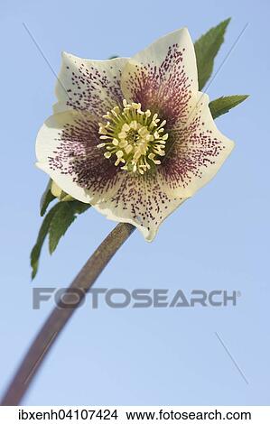 Hellebore (Helleborus orientalis hybrid), Emsland, Lower Saxony, Germany, Europe View Large Photo Image Picture - Hellebore (Helleborus orientalis hybrid), Emsland, Lower Saxony, Germany, Europe. Fotosearch